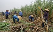 Recover position for sugarcane: 'Capital' of sugarcane struggles to regain the golden age